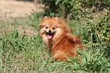 SPITZ ALLEMAND 464